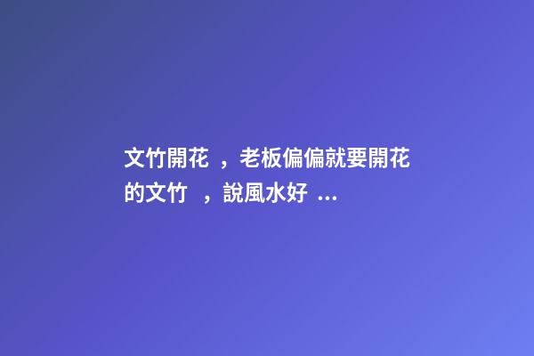 文竹開花，老板偏偏就要開花的文竹，說風水好，植物與風水講究多